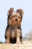 YORKSHIRE TERRIER 027